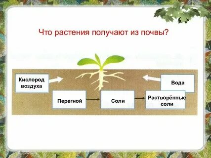 Модель почвы 3 класс окружающий мир