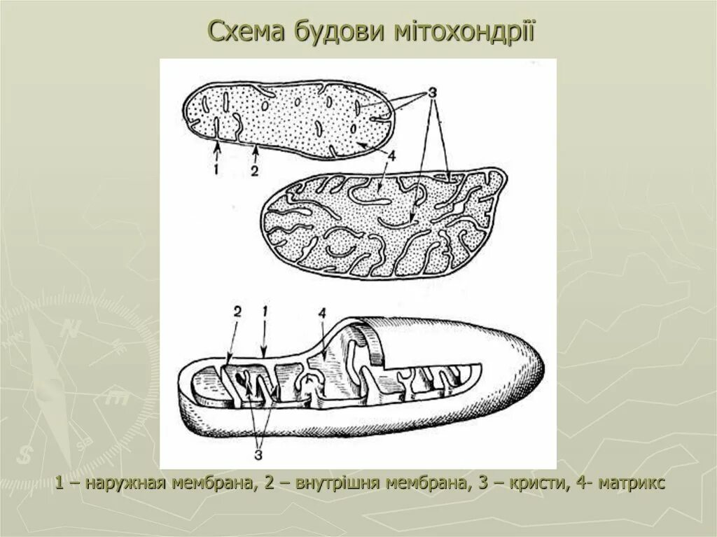 На рисунке изображена митохондрия