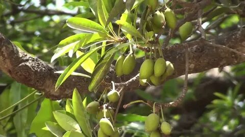 Butyrospermum parkii fruit oil