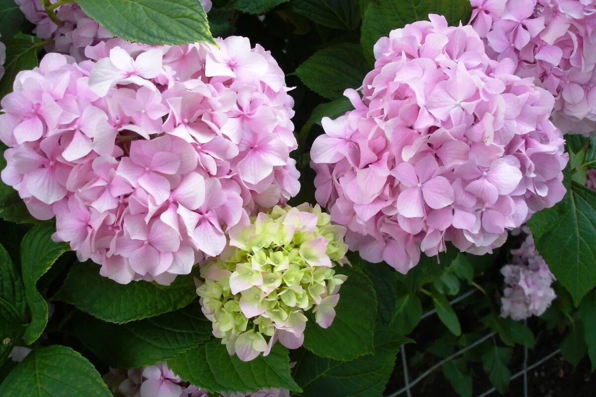 цветет на побегах текущего года. гортензия мэджикал пинкербелл. цветет на побегах текущего года. сирень спирея бадан. клематис "инспирейшн зойн".