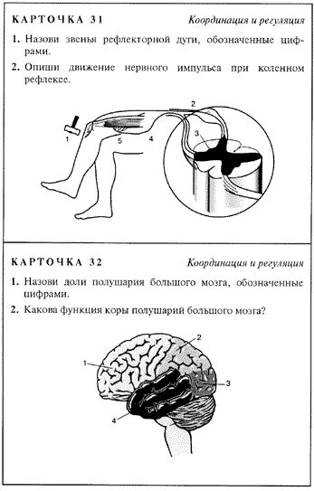 Концентрическая работа по биологии 8 класс. Дидактические карточки по биологии 8 класс. Дидактические карточки по биологии Сонин 8 класс. Дидактические карточки по биологии 9 класс. Задания по теме нервная система 8 класс биология.