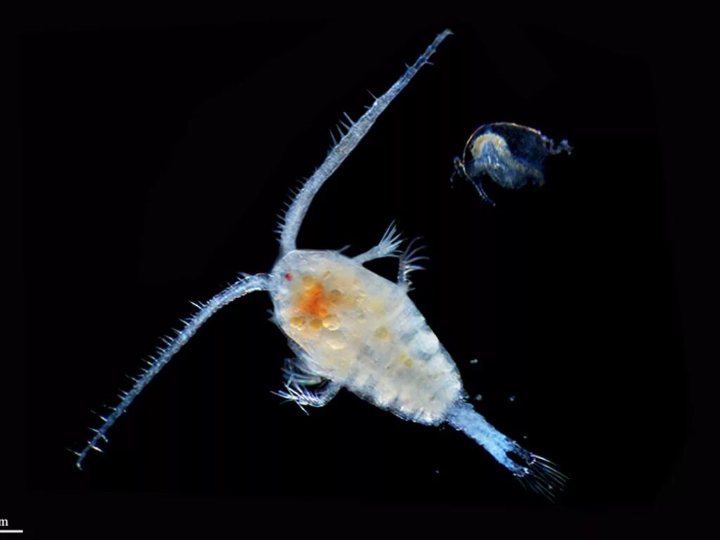 Циклоп зоопланктон. Веслоногие рачки Циклоп, диаптомус. Веслоногие ракообразные (Copepoda). РАКООБРАЗНЫЙ планктон Циклоп.