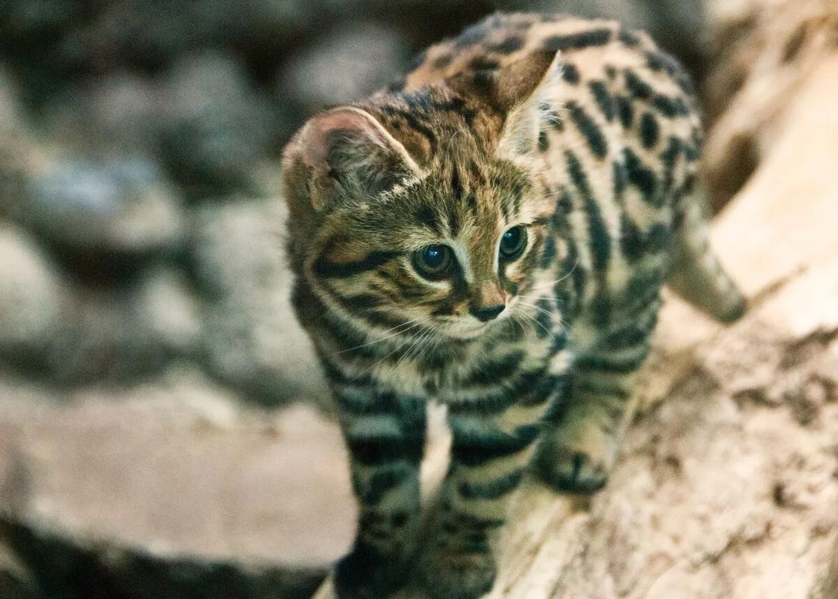 The small cat