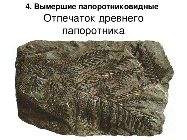 Древние папоротникообразные. Древние папоротники образовали. Папоротники каменный уголь. Папоротники девонского периода. Древовидные папоротники палеоген.