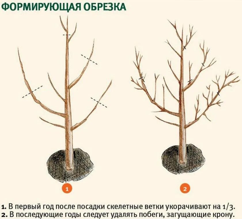Обрезать абрикос летом как правильно. Обрезать абрикос весной. формировка абрикоса. абрикосы дерево обрезка схема. обрезка плодовых деревьев весной абрикос.