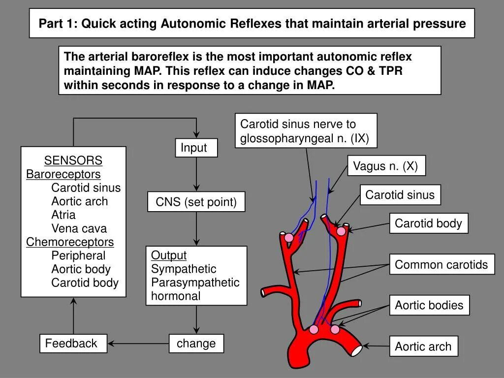 Carotid Sinus Reflex. Regulation of arterial Pressure Reflex. Тэла пульмокоронарный рефлекс. Эфферентное влияние рефлекса Бецольда-Яриша:.