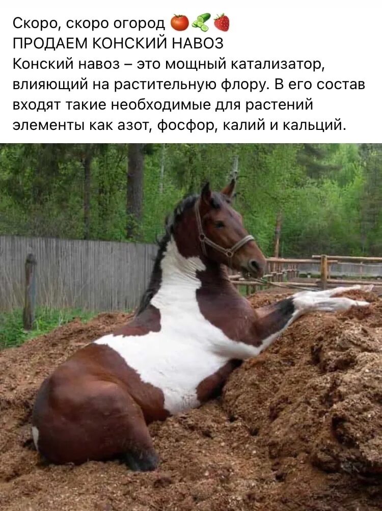 Курнул но вроде не навоз как. Реклама конского навоза смешная. навоз прикол. навоз картинки.