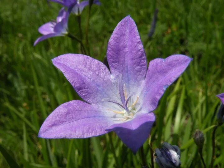 Campanula altaica. Колокольчик Алтайский красная книга. Campanula altaica Ledeb.. Колокольчик алтайский