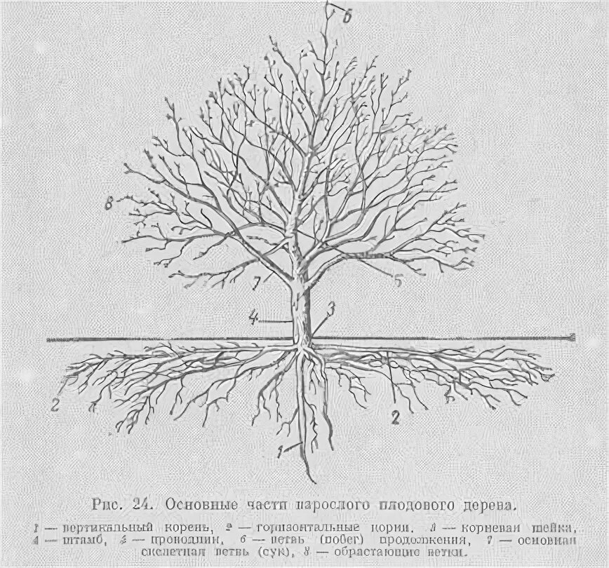 Надземные части корня. Строение надземной части плодового дерева. Строение надземной системы плодового дерева. Строение корневой системы плодовых. Корневая система плодовых деревьев.