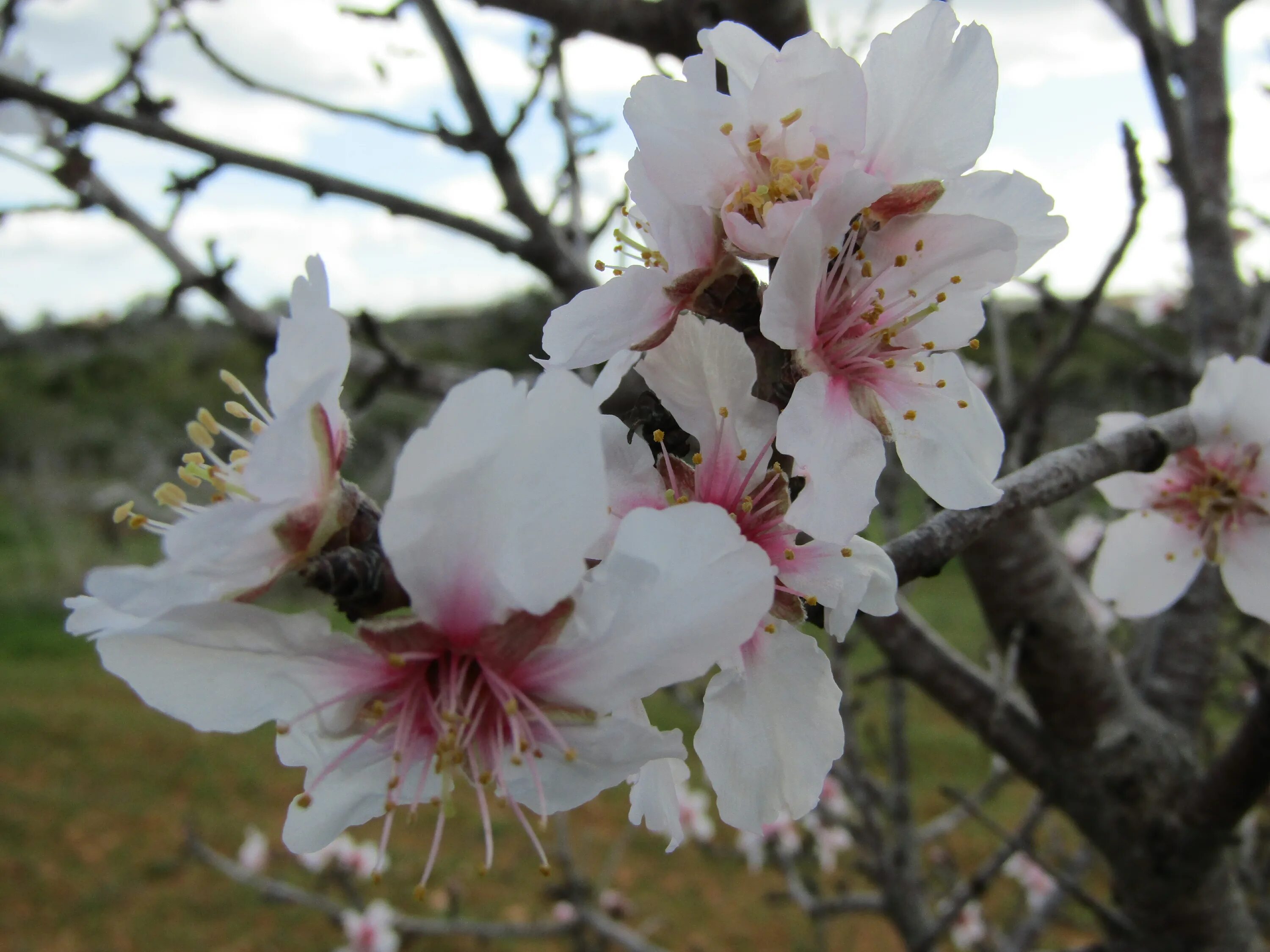 Prunus amygdalus oil. Amygdalus spinosissima bunge. Prunus amygdalus oil. Prunus dulcis. Prunus amygdalus oil.