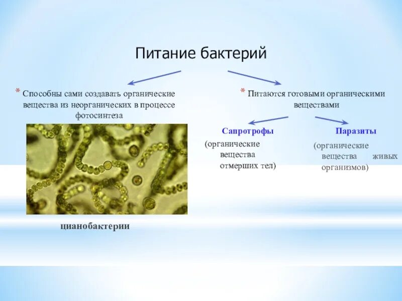 Какие вещества образуют тело бактерии. Бактерии способны создавать органические вещества из неорганических. Бактерии питающиеся живыми органическими веществами. Организмы которые создают органические вещества. Бактерии питающиеся готовыми органическими соединениями.