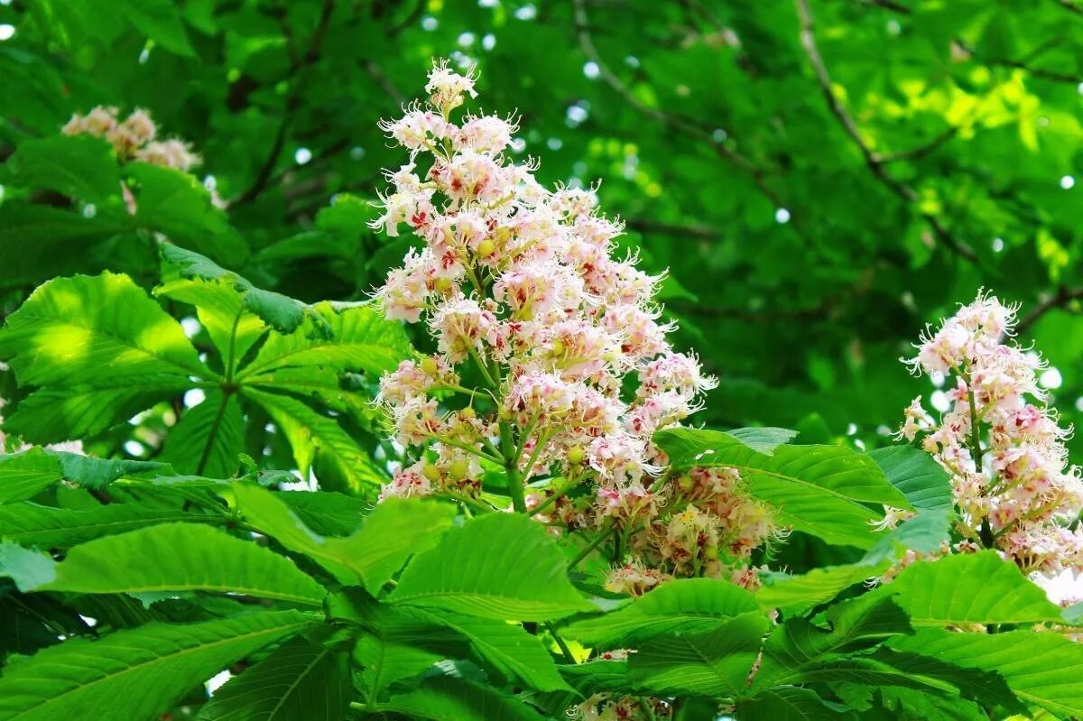 Особенности каштана. Каштан конский (aesculus). Особенности каштана. Особенности каштана. Каштан конский обыкновенный дерево.