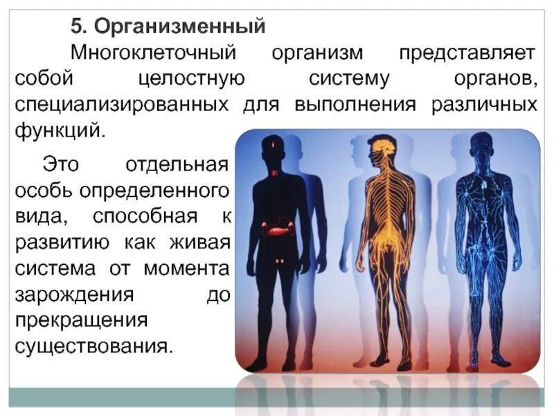 Как определить наличие в организме. Организменный система органов. организменный. живой организм представляет собой. организменный уровень человека.