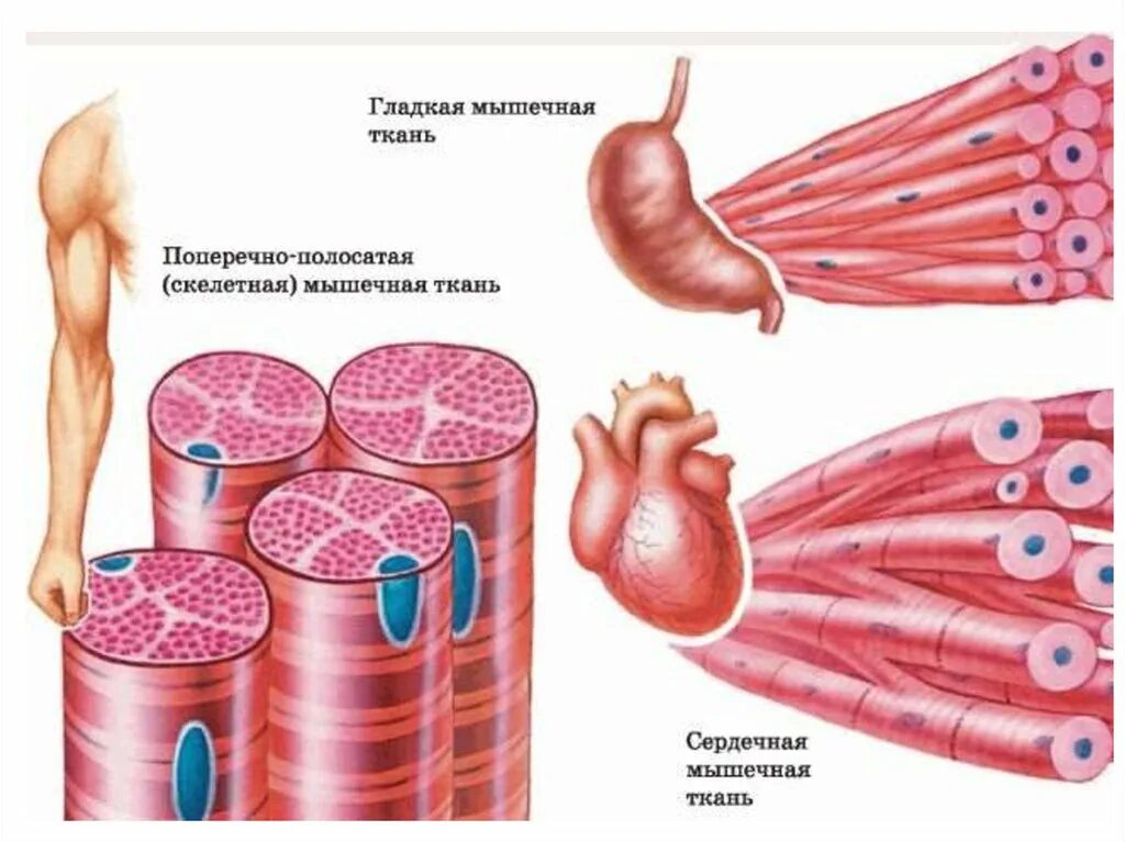 Поперечно-полосатая сердечная мышечная ткань. Поперечно гладкая мышечная ткань. Поперечно полосатая мышечная ткань структура. Клетки поперечно-полосатой мышечной ткани. Мышечные ткани какие