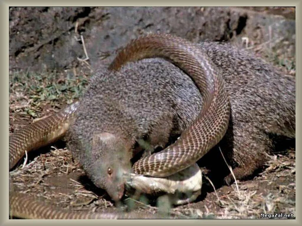 короткохвостый мангуст. яванский мангуст. рики тики тави животное. сурикат против змеи. мангуст и кобра рикки тикки тави.