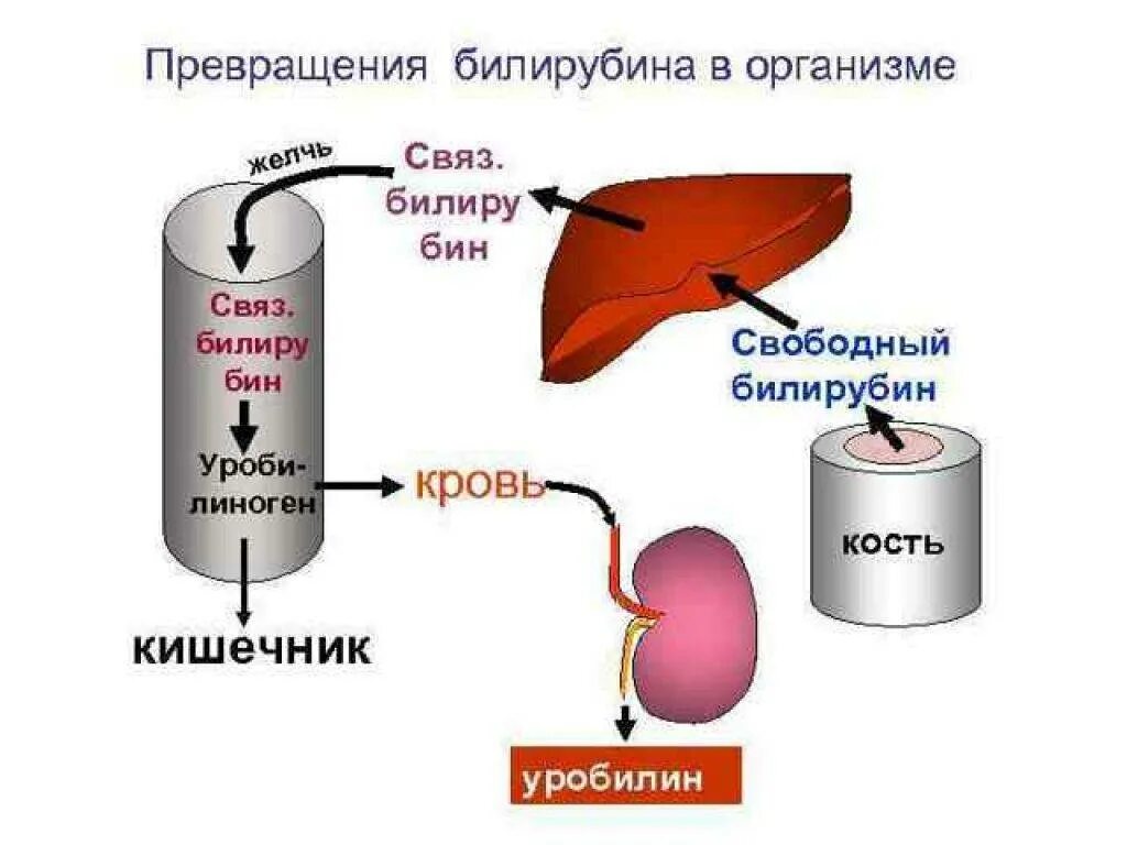 Билирубин непрямой низкий. Препараты при повышении билирубина в крови. препараты снижающие билирубин. таблетки для понижения билирубина в крови. свободный билирубин.