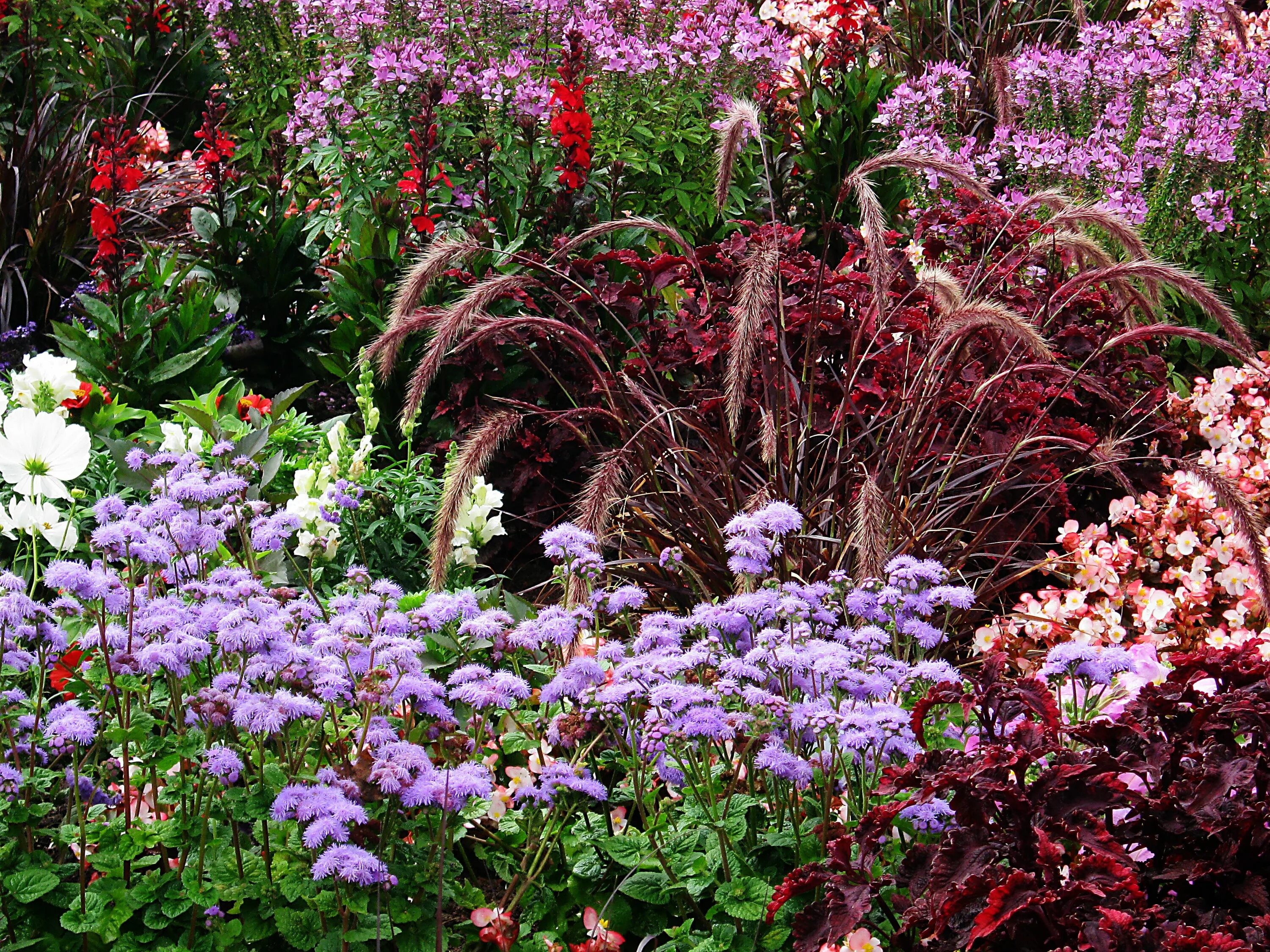 There are many flowers in the garden
