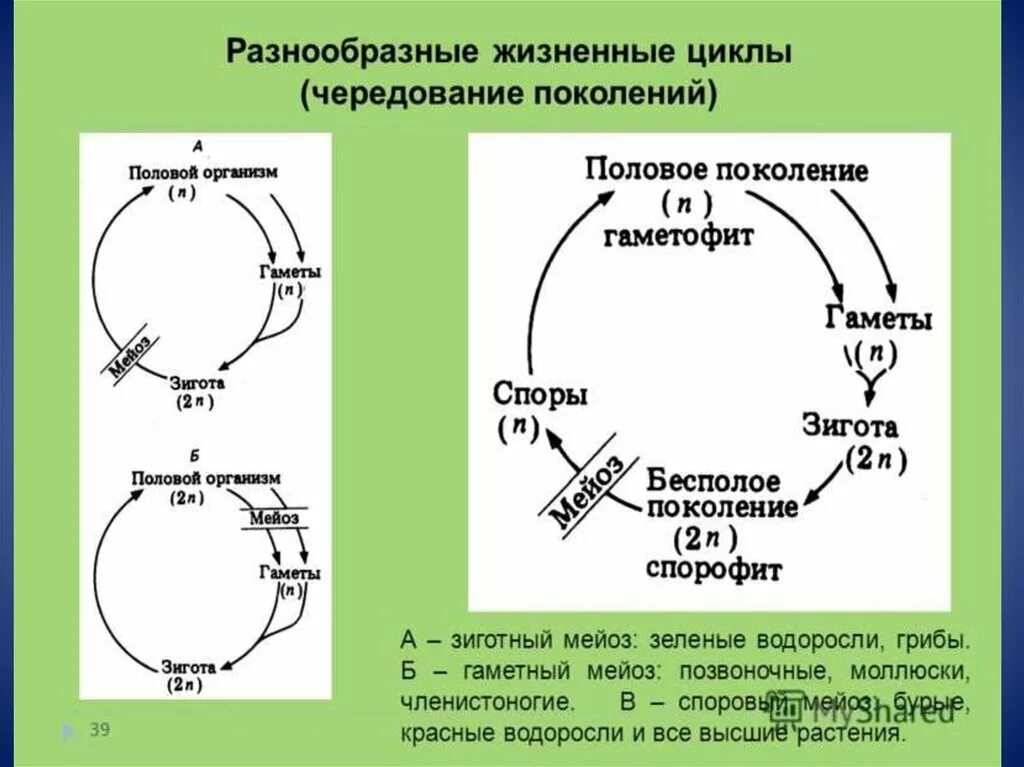 Мейоз в жизненном цикле организмов. Чередование поколений у высших растений. Схема чередования поколений у растений. Чередование поколений у высших растений и водорослей. Чередование поколений схема.