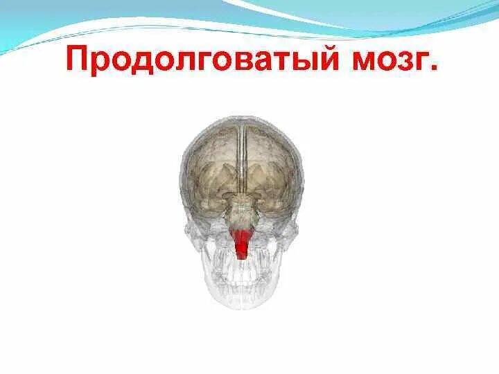 Продолговатый мозг расположение в черепе. Продолговатый мозг строение на черепе. Череп головной мозг продолговатый мозг расположение. Расположение продолговатого мозга в черепе человека. В полости черепа расположен