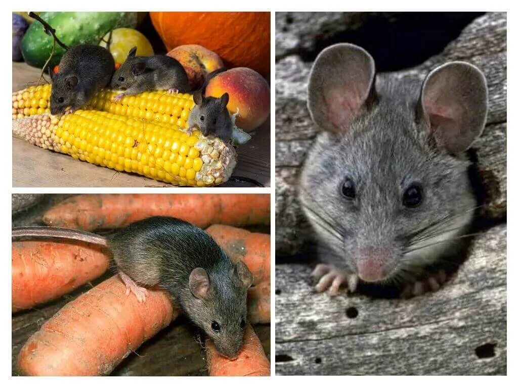 Мыши в огороде. Мыши вредители. Мыши на даче. Крысы вредители. Домашние Грызуны вредители.