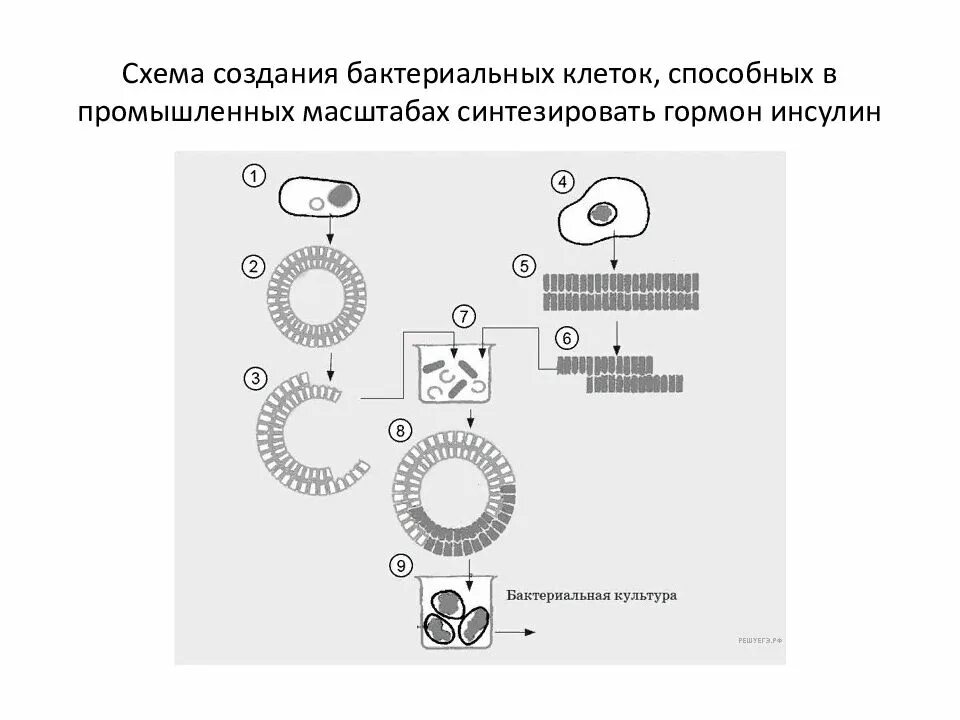 Создание искусственно синтезированного инсулина. Схема создания бактериальных клеток. схема создания бактериальных клеток способных синтезировать инсулин. схема создания бактериальной. создание бактериальных клеток способных синтезировать инсулин.