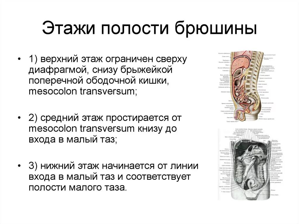 Топография верхнего этажа брюшинной полости. Брюшина. Средний и Нижний этаж брюшинной полости. Топография этажей полости брюшины. Топография брюшины верхнего этажа брюшинной полости. Деление снизу