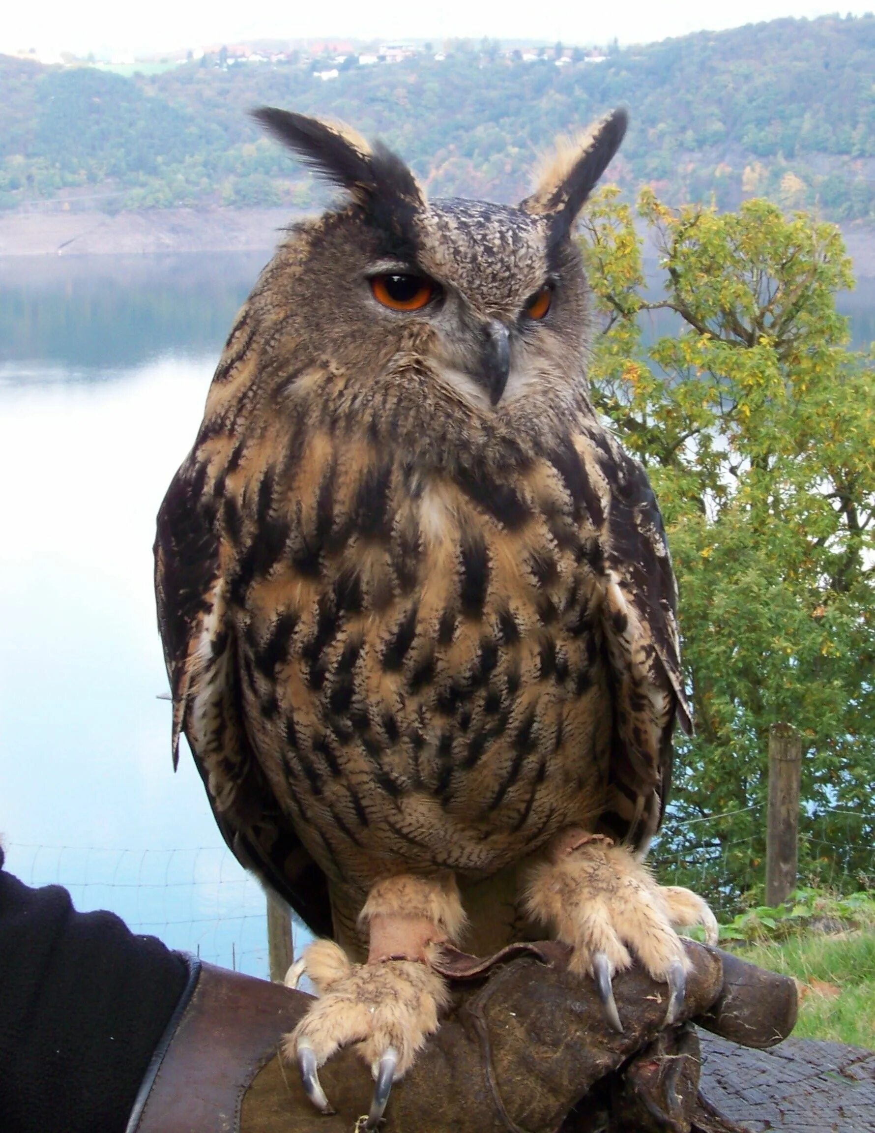 Филин Bubo Bubo. Филин обыкновенный (Bubo Bubo). Филин Bubo Bubo Linnaeus, 1758. Филин Bubo Bubo красная. Крупная совообразная птица