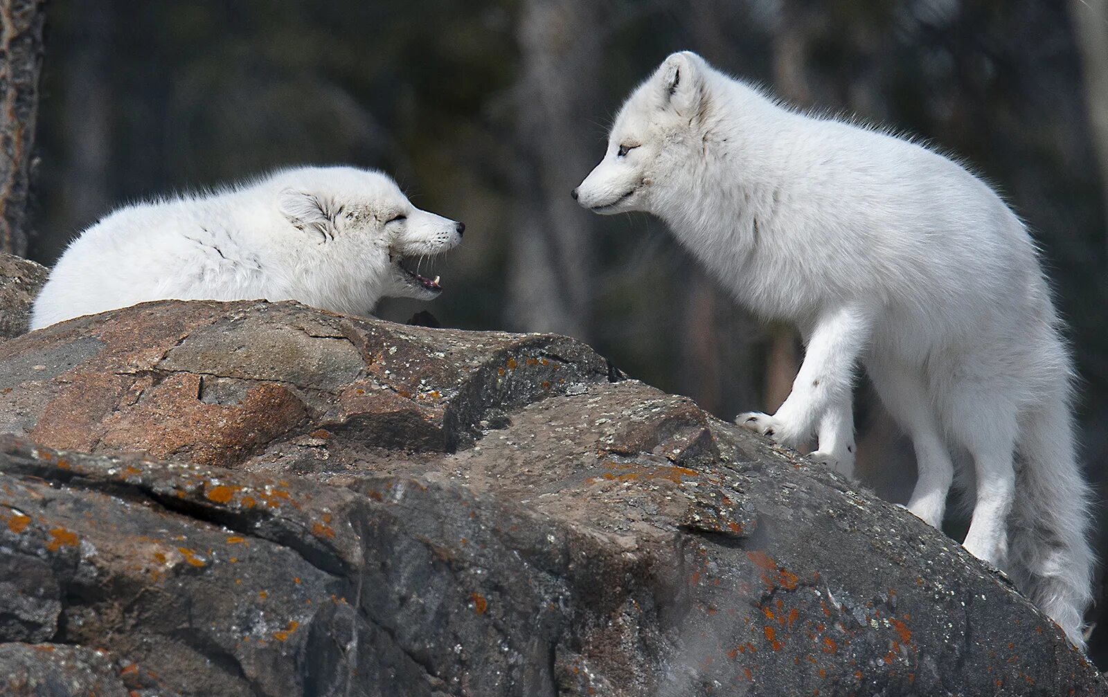 зона тундры животные растительный мир. гренландский песец. песец в тундре. песец кольского полуострова. млекопитающие тундры.