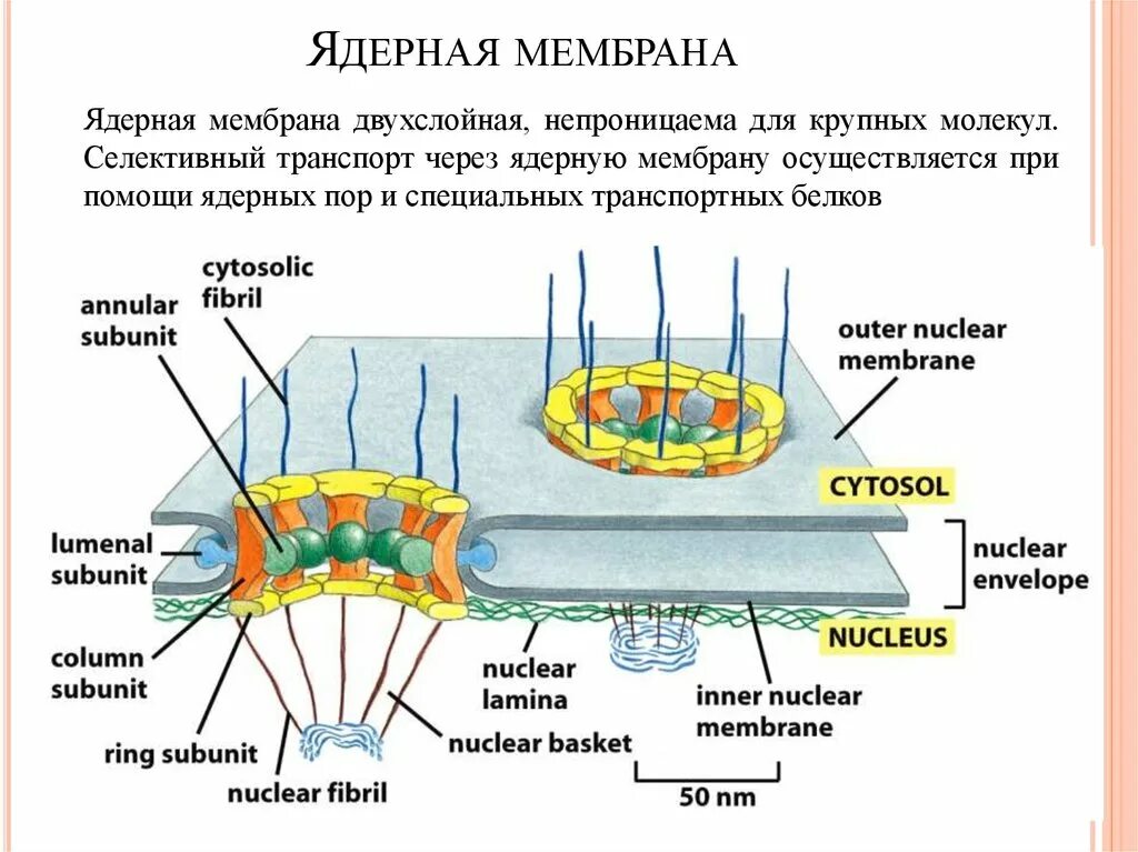 Ядерная оболочка состоит из. Ядро и ядерная мембрана строение. строение ядерной мембраны. строение мембраны ядра. строение наружной мембраны ядра.