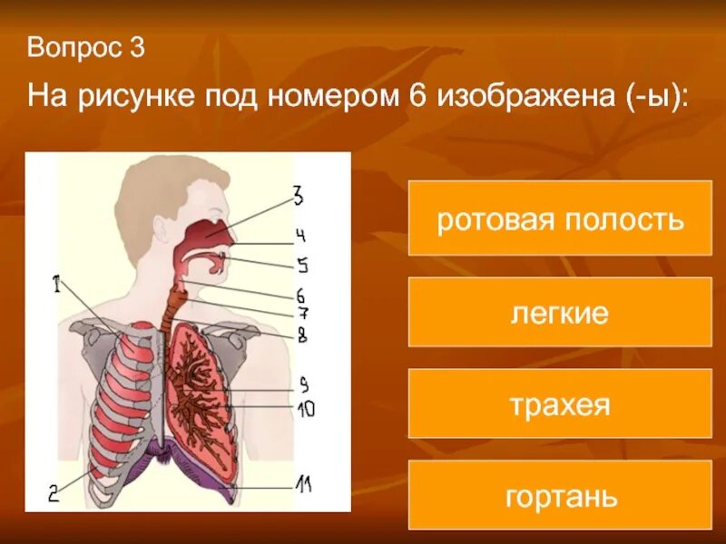 Система органов 8 класс тест. Строение дыхательной системы человека 8 класс биология. Строение органов дыхания 8 класс. Органы дыхания человека 8 класс. Подпишите названия органов дыхания.