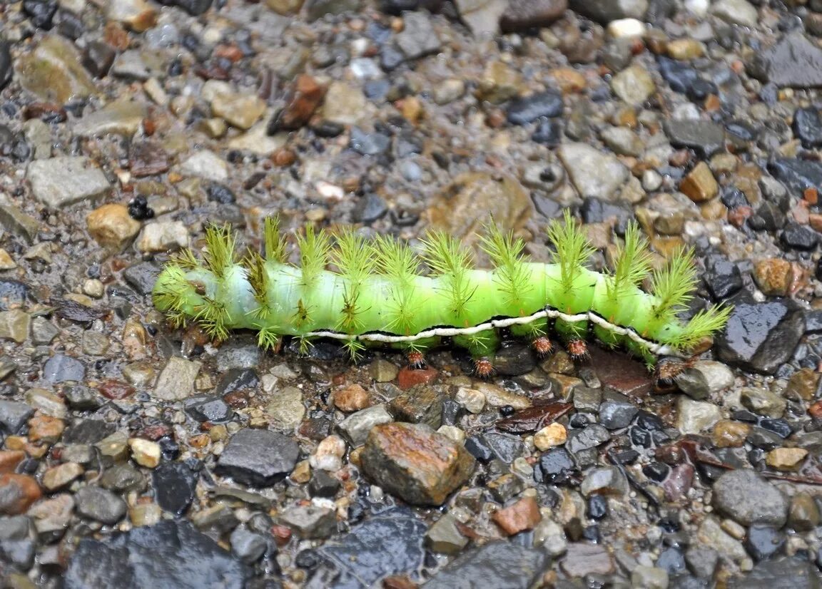 Рванула из гусеницы земля. Златогузка куколка. Катерпиллер гусеница насекомое. Маленький гусеничный робот. Мелкие черные гусеницы.