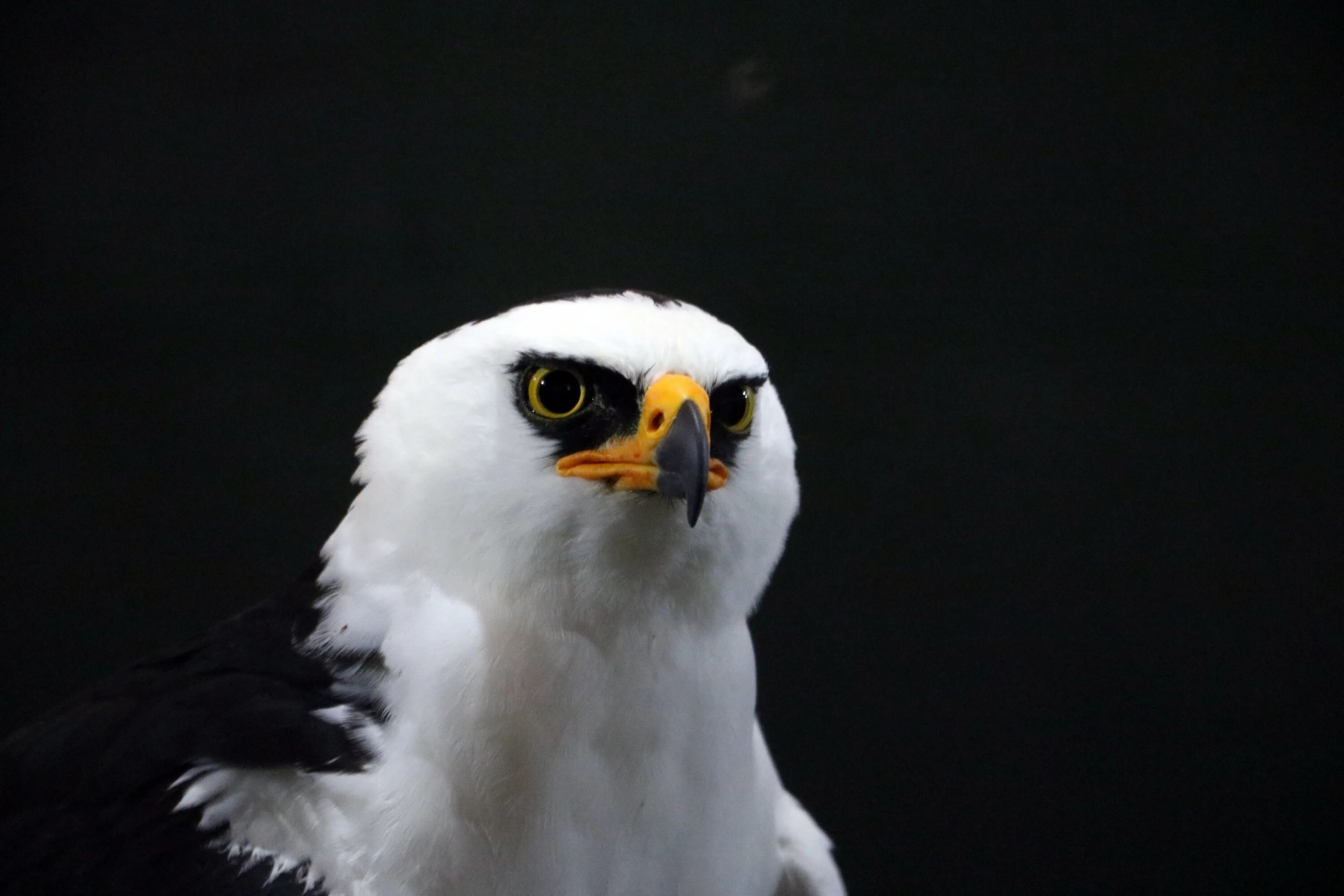 Hawk eagle