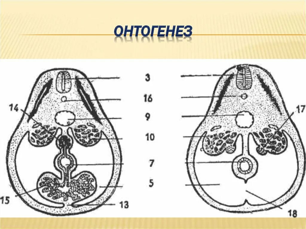 Онтогенез. Периоды онтогенеза схема. Онтогенез Спланхнология. Онтогенез моторики. Онтогенез книги