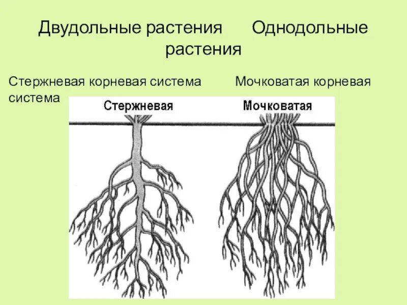 Корневая система цветковых растений. Двудольные растения стержневая корневая. Стержневая система корня у двудольных. Корневая система однодольных и двудольных. Мочковатая корневая система Однодольные или двудольные.