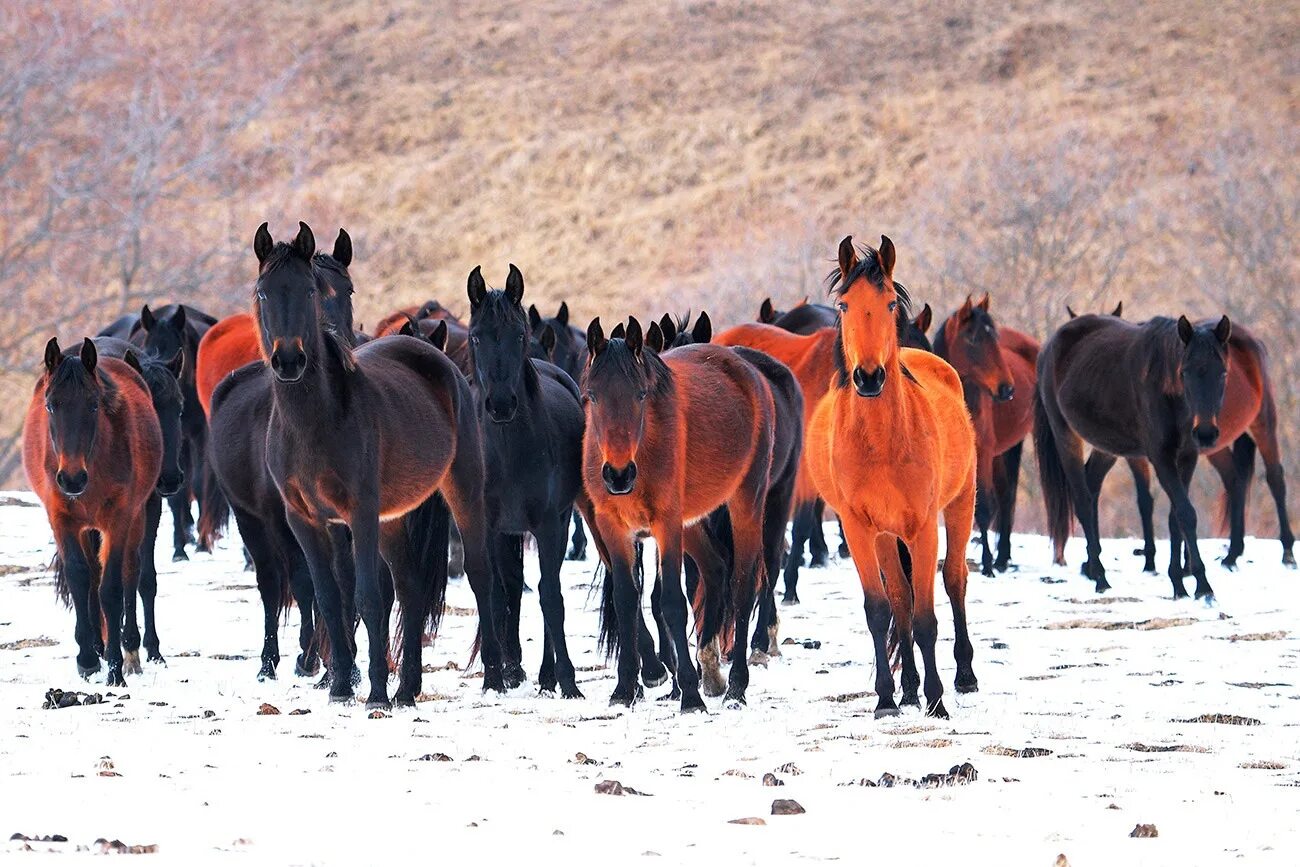 100 лошадок. Расстрел Табуна лошадей в Алтайском крае. Бурятия табун лошадей степи. Табун лошадей карачаевской породы. Бурятия лошади табун.