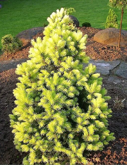 Picea pungens 'Golden Feathers' Garden trees, Bonsai garden, Bonsai plants