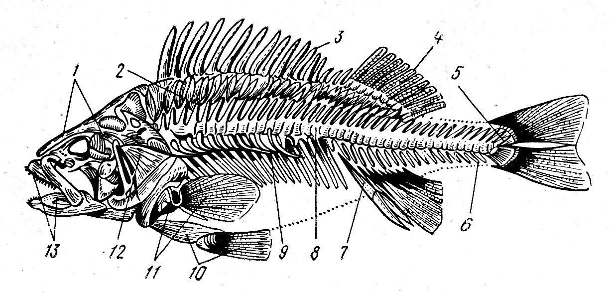 Осевой скелет костистой рыбы. Скелет рыбы окунь. Скелет речного окуня. Плечевой пояс костистой рыбы.