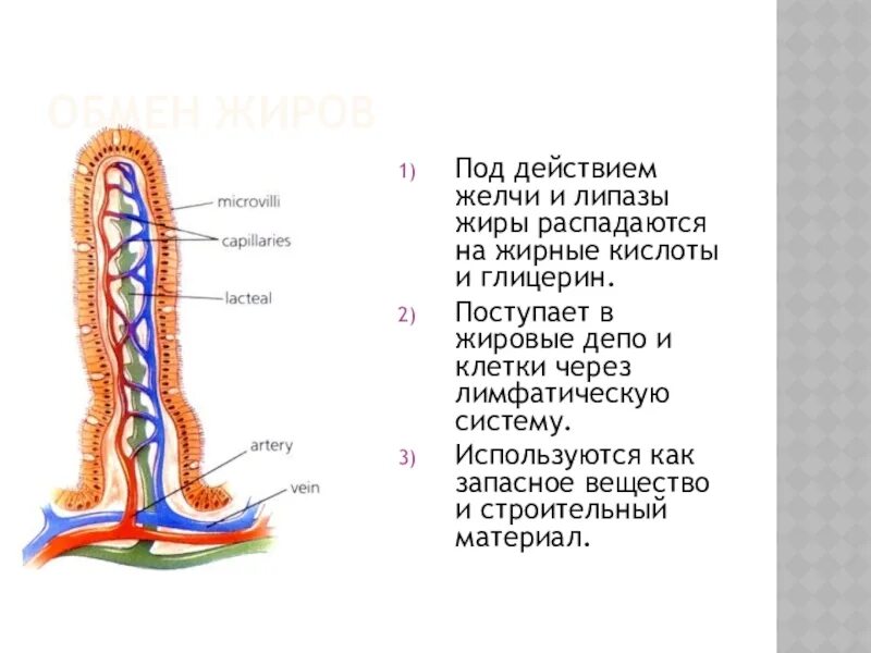 Под действием желчи жиры. Обмен жиров в жировое депо. Под действием желчи происходит. Действие желчи на жиры. Какой процесс происходит под действием желчи