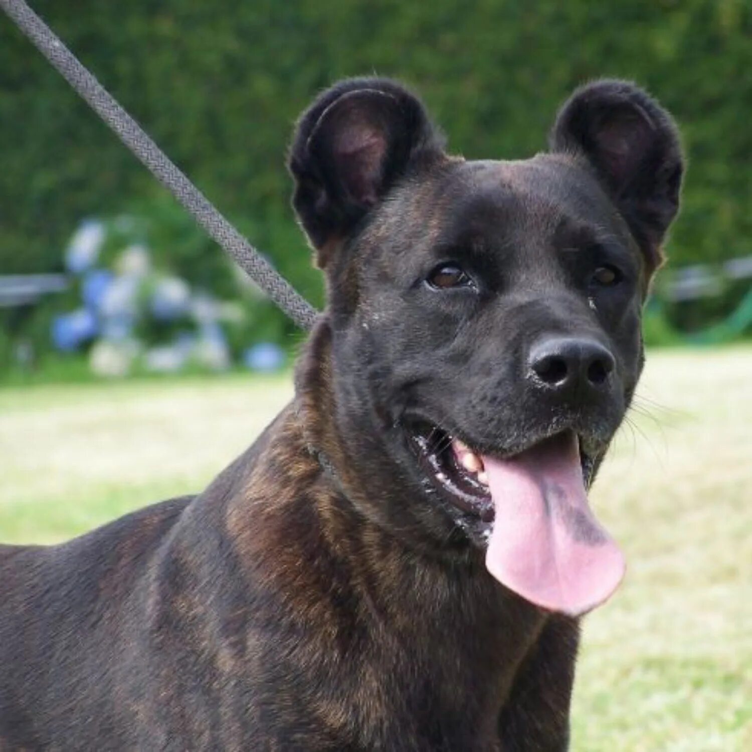 Стрижка микки маус бивер йорк. Породы маленьких плюшевых собачек. Собака с круглыми ушами. Кан фила ди сан мигель. Порода микки.