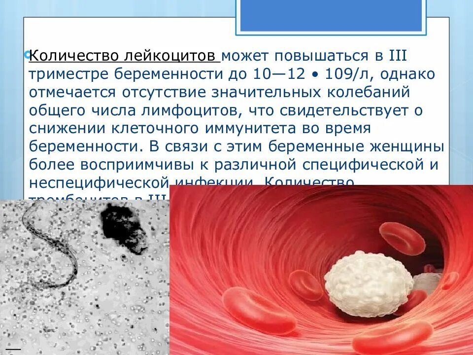 Лейкоциты в крови в 3 триместре. Лейкоциты в моче при беременности 1 триместр норма. Лейкоциты в моче при беременности 2 триместр норма. Норма лейкоцитов в моче у беременных 2 триместр. Лейкоциты в моче у беременных 2 триместр.