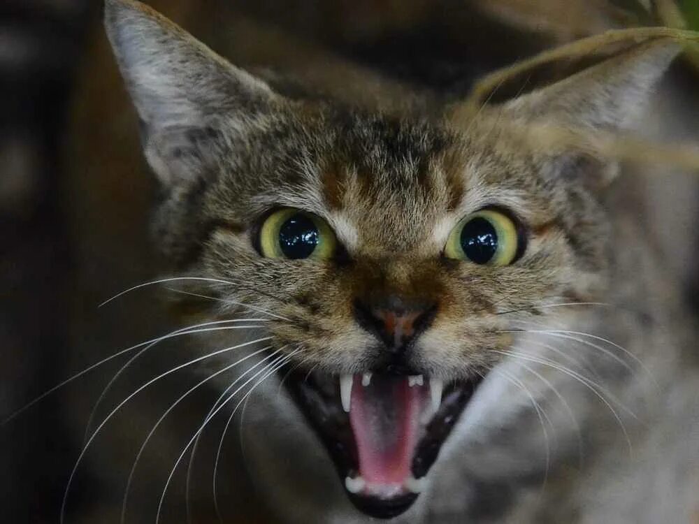 Зовущие крики кошек