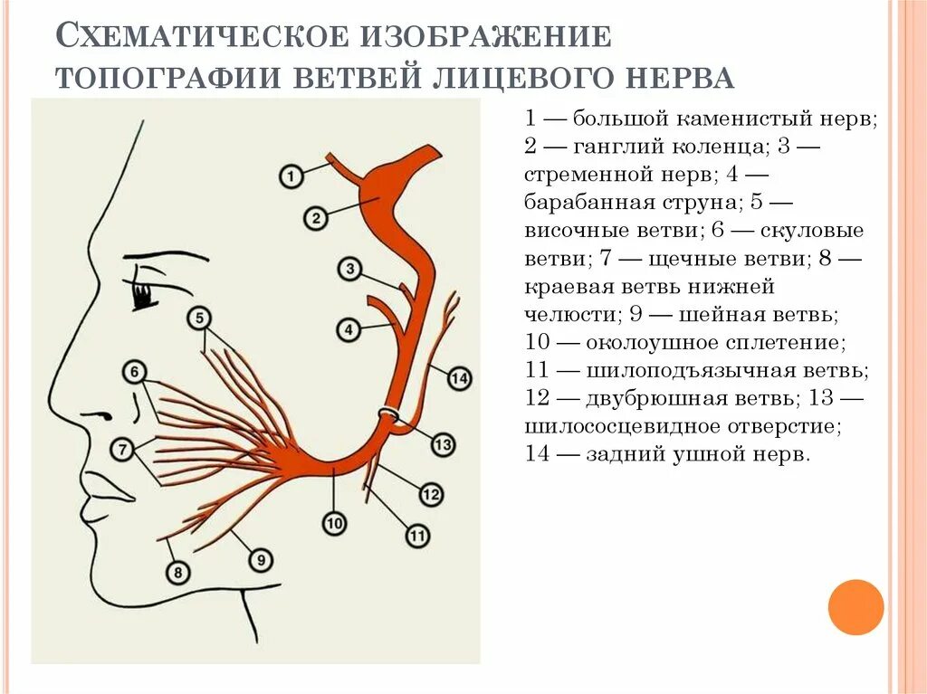 Тройничный и лицевой нерв схема. Иннервация ветвей тройничного нерва. Тройничный нерв расположение ветвей схема. Иннервация тройничного нерва схема. Карта лицевых нервов