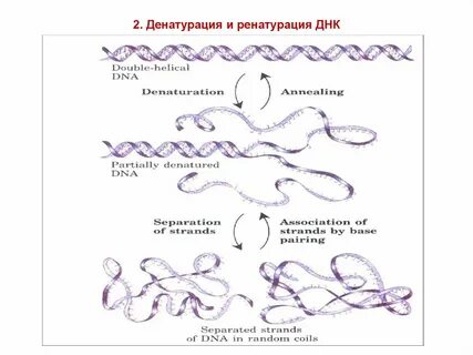 Денатурация днк