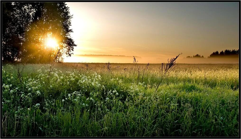 Однажды вечером в траве. Рассвет летом. Раннее летнее утро. Рассвет над лугом. Рассвет на лугу.