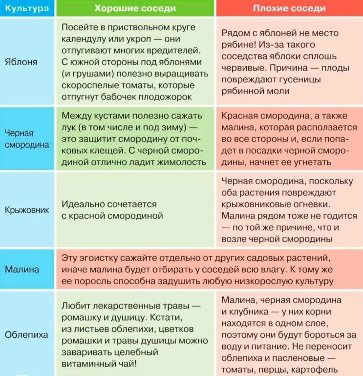 Соседство ростов. Совместимость плодовых деревьев и кустарников в саду таблица. Совместимость плодово ягодных деревьев и кустарников. Соседство плодовых деревьев и кустарников таблица. Таблица совместимости плодовых деревьев и кустарников в саду таблица.