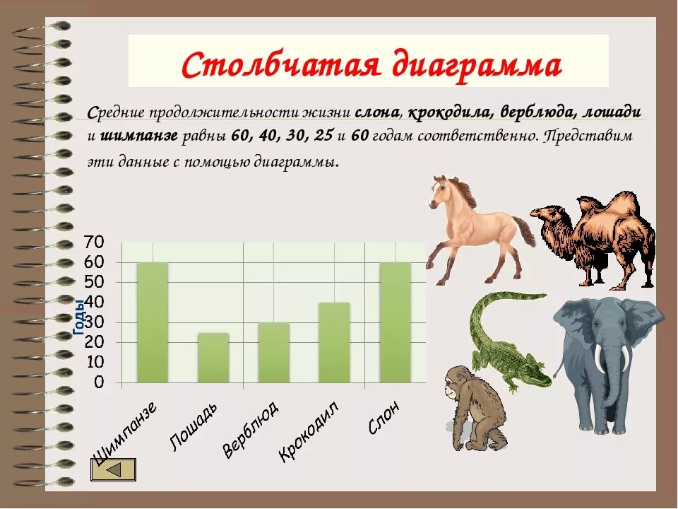 Продолжительность жизни лошади. Средняя Продолжительность лошади. Средняя Продолжительность жизни животных диаграмма. Средний срок жизни лошади. Время жизни лошади