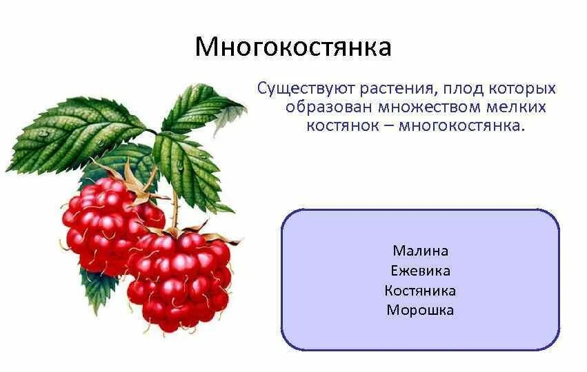 Плод малины многокостянка. Плод многокостянка костянка, малины , ежевика. Строение плода многокостянка. Малина Тип плода.