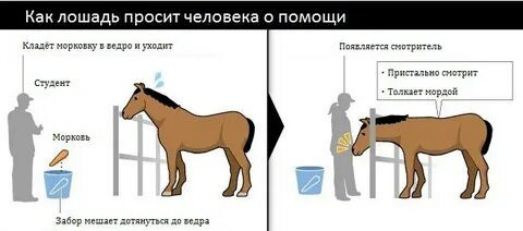 Лошадь почуяла опасность