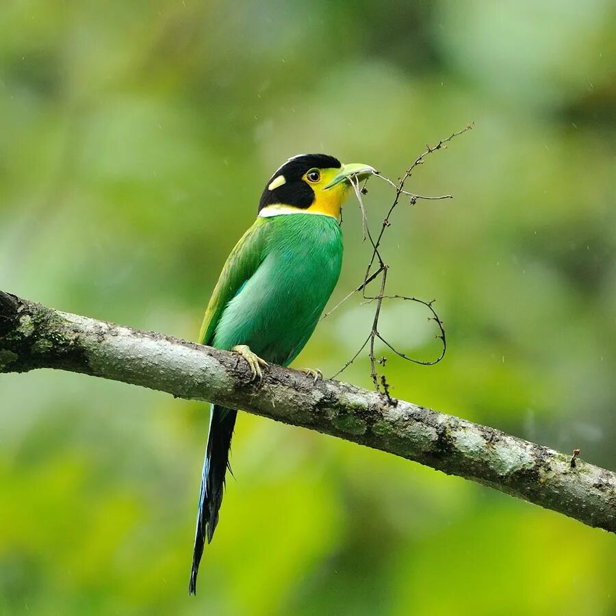 Зеленая птичка название. Длиннохвостый рогоклюв. Птица с зеленой грудкой. Птица с зеленым брюшком. Птица с желтойзелной грудкой.