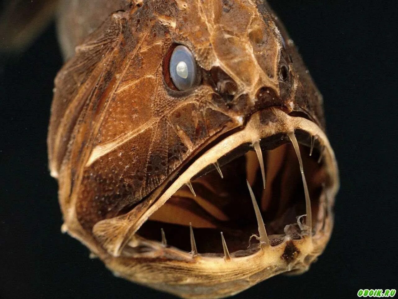 10 хищных. 10 хищных. Кугуар горный лев. Гребнистый крокодил. Гребнистый крокодил в австралии.